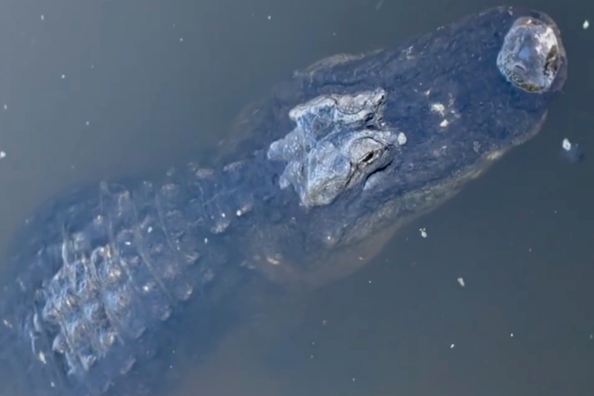 A large alligator partially submerged in dark water, with its head and eyes visible above the surface.