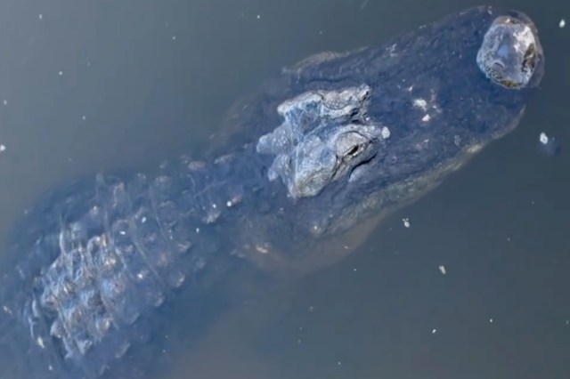 A large alligator partially submerged in dark water, with its head and eyes visible above the surface.
