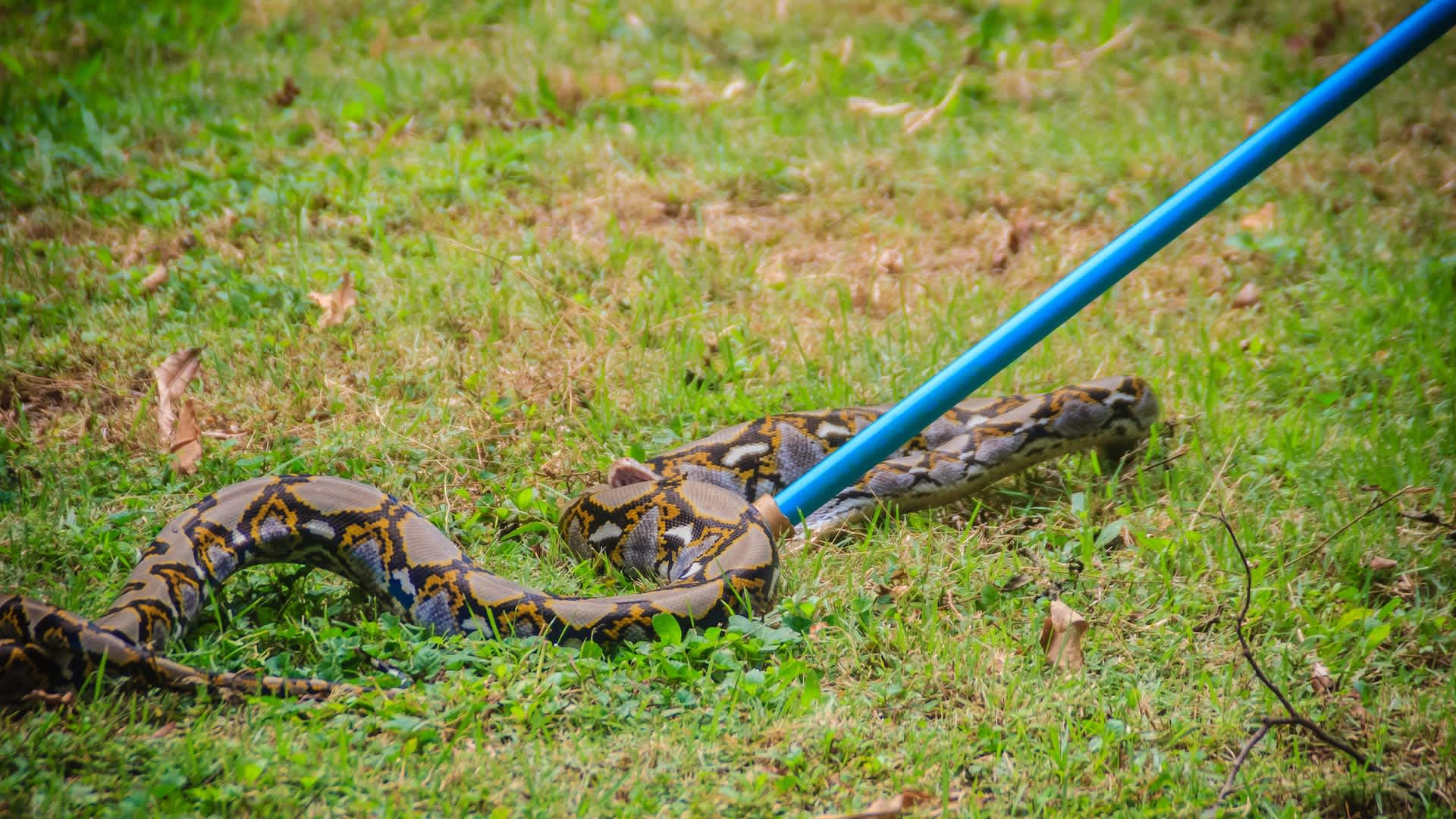 Hunter receives warning while seeking pythons in Florida Everglades: 'Watch out...'