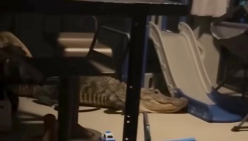 An alligator is resting near children's toys under a table in a dimly lit indoor space.