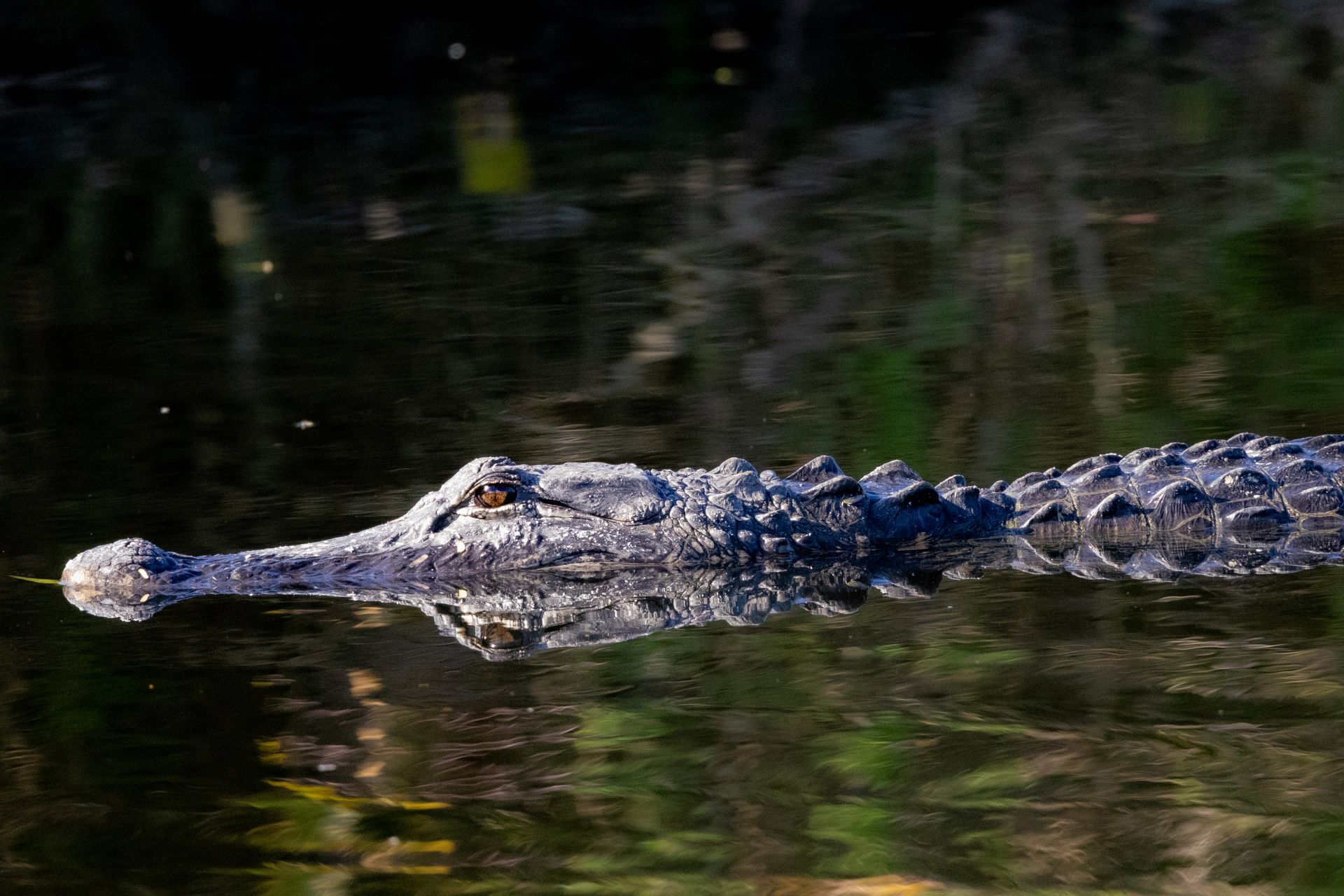 North Carolina officials urge coastal residents to stop feeding alligators as mating season drives a spike in encounters