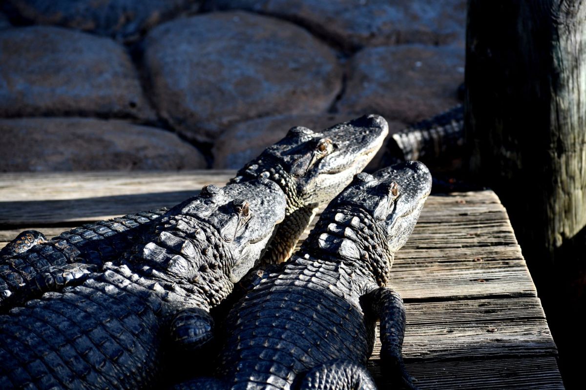 Two alligators resting on a wooden platform under natural light.