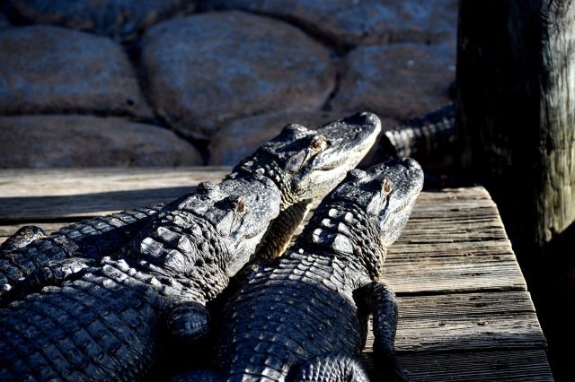 Two alligators resting on a wooden platform under natural light.
