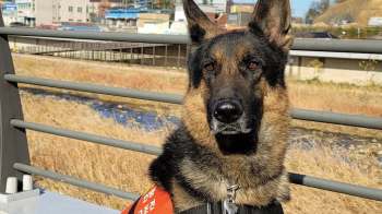 A German Shepherd wearing a harness stands beside a railing, with a grassy area and buildings in the background.