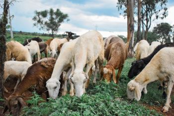 A herd of goats and sheep grazing on green vegetation in a rural landscape under a cloudy sky.