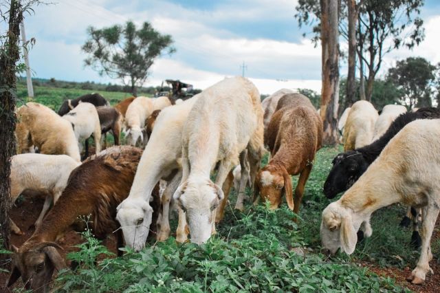 A herd of goats and sheep grazing on green vegetation in a rural landscape under a cloudy sky.