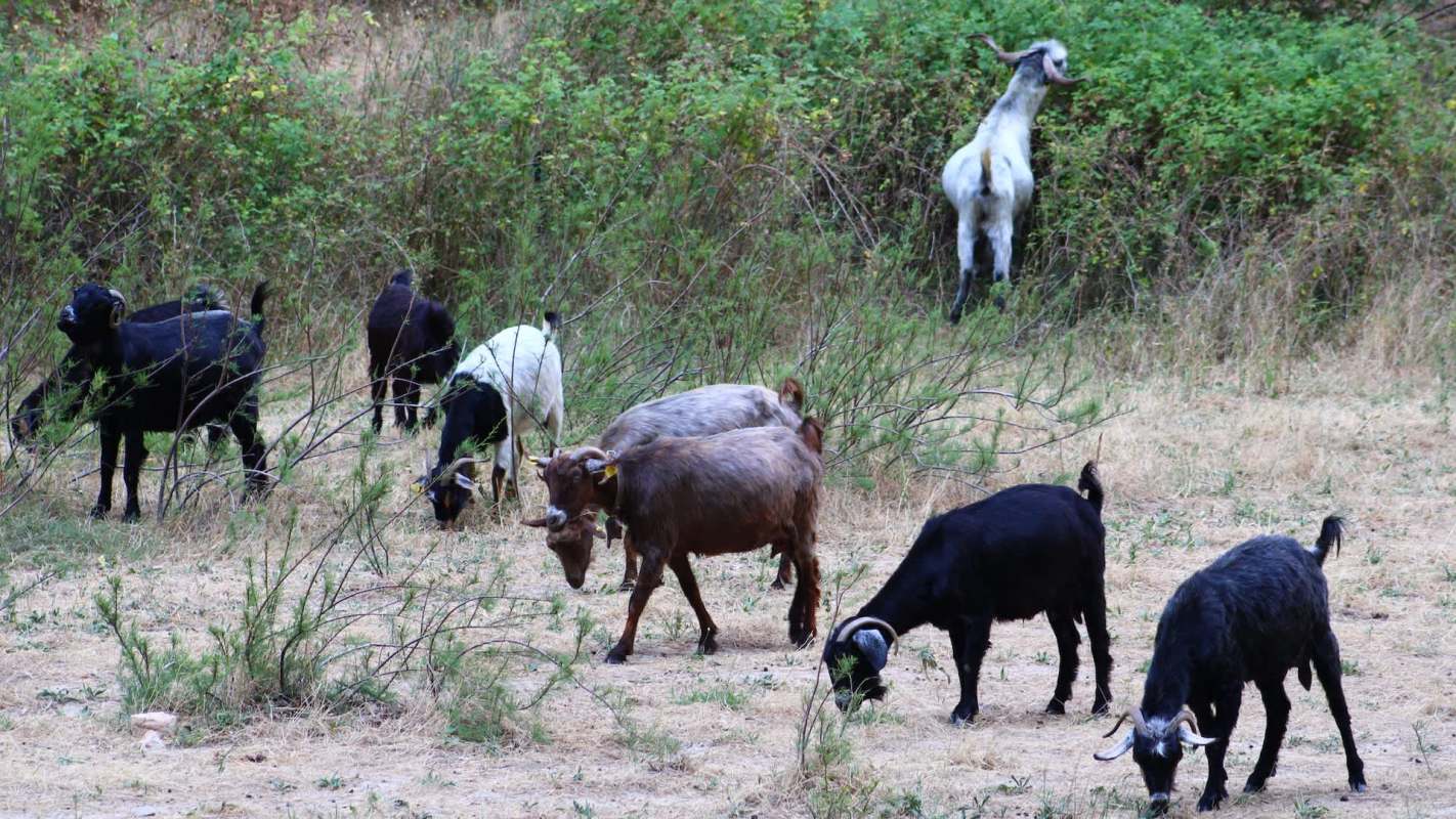 A group of goats grazing in a grassy area with shrubs in the background.