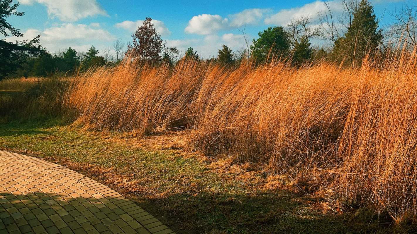 Tall golden grasses sway in the sunlight alongside a curved brick pathway under a blue sky with fluffy clouds.