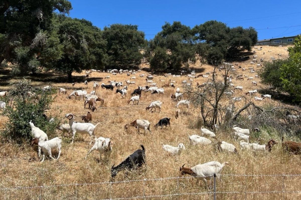 A herd of goats grazing in a dry, grassy field under a clear blue sky.