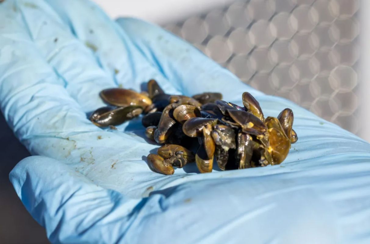 A blue-gloved hand holds several small clams and mussels on a textured surface.