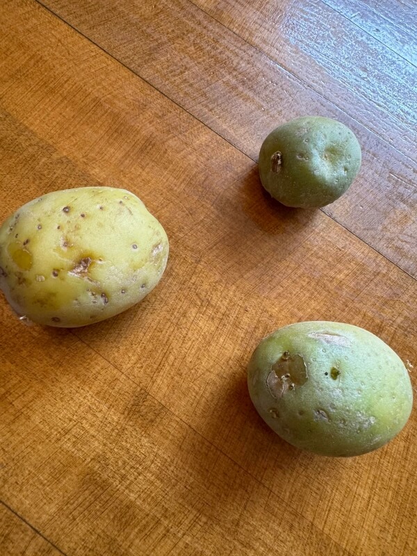Three green potatoes on a wooden surface.