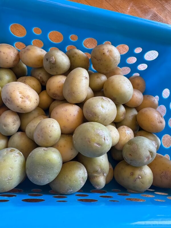 A large batch of potatoes in a blue basket, with some looking discolored.