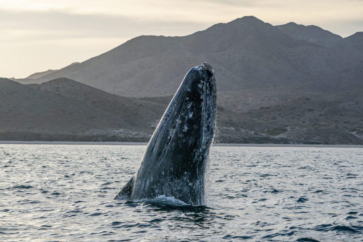A gray whale breaching the water's surface with mountains in the background during twilight.