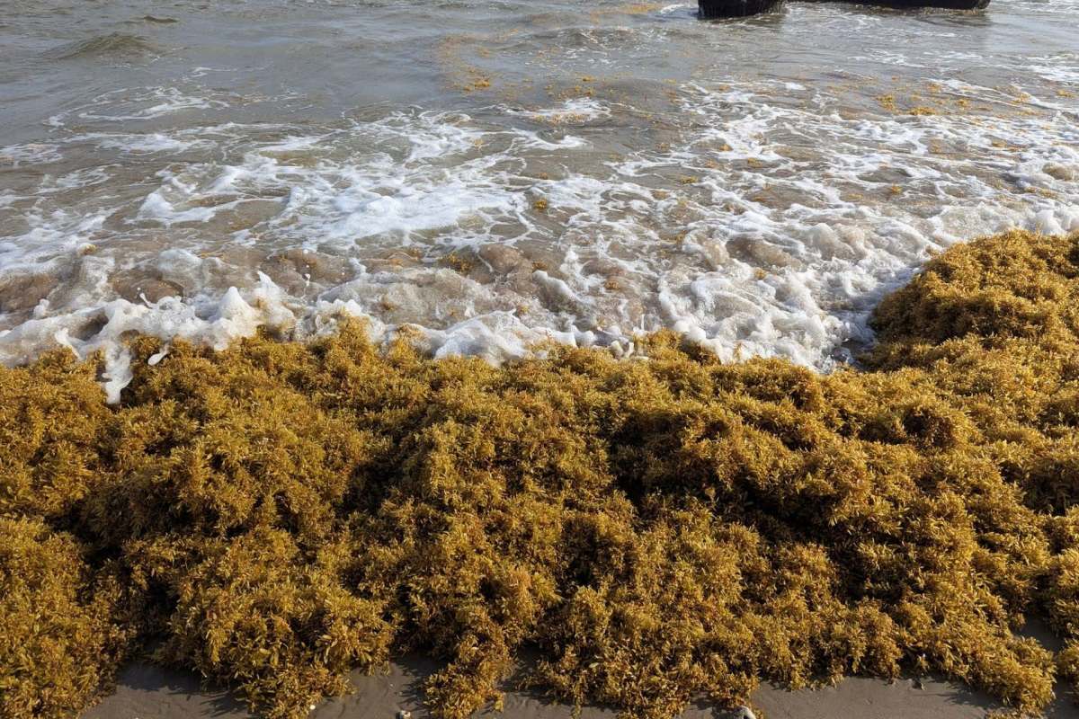 Golden seaweed washed up on the shore, with waves lapping at the edges.