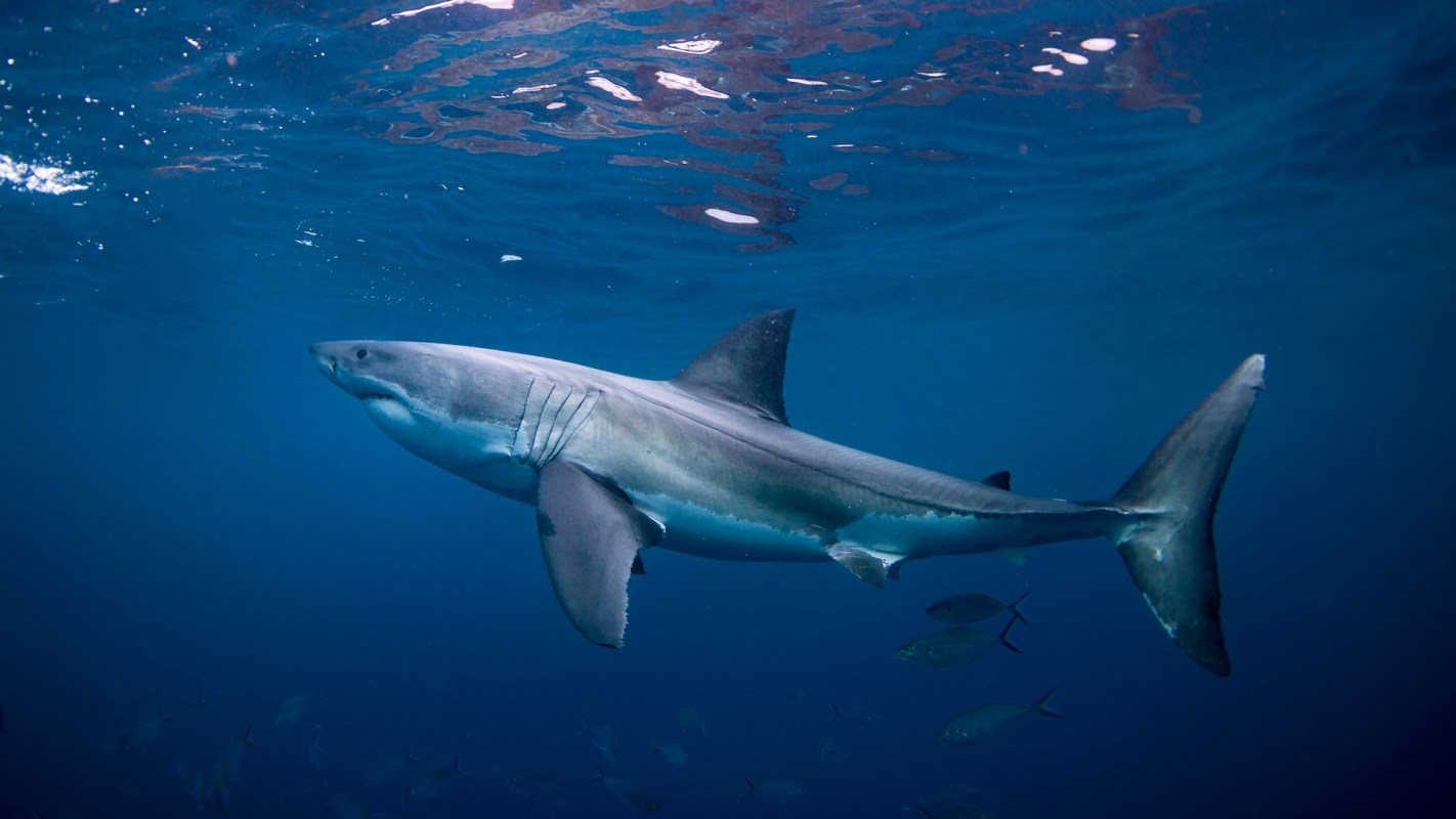 A great white shark swims gracefully in clear blue water surrounded by smaller fish.