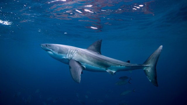 A great white shark swims gracefully in clear blue water surrounded by smaller fish.