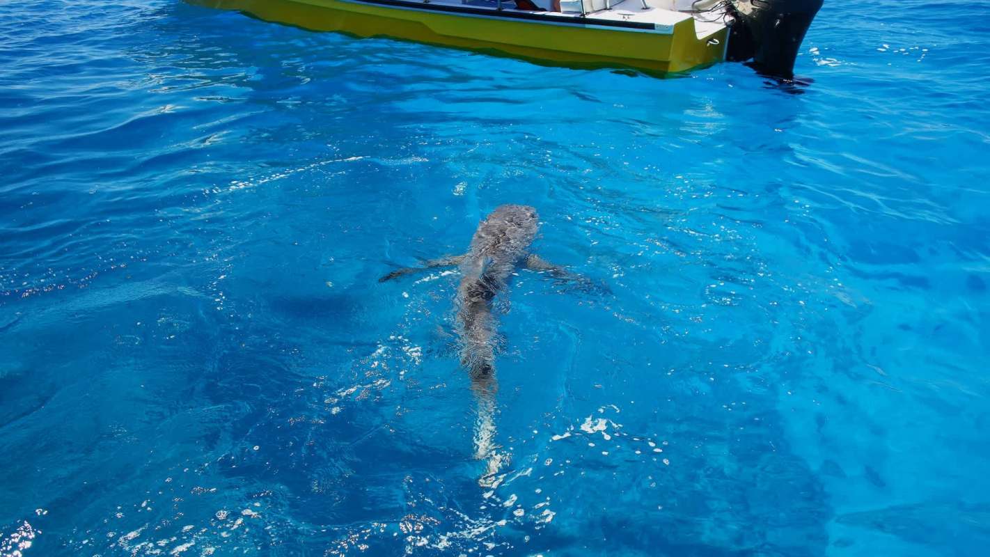 A shark swims gracefully in crystal-clear turquoise water near a boat.