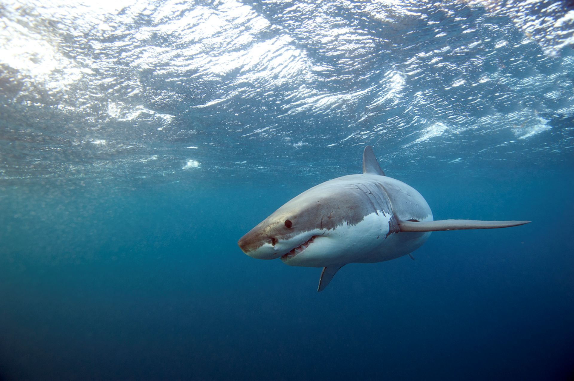 White shark takes rare Bahamas detour after 6,000-mile journey: 'A bit unusual'
