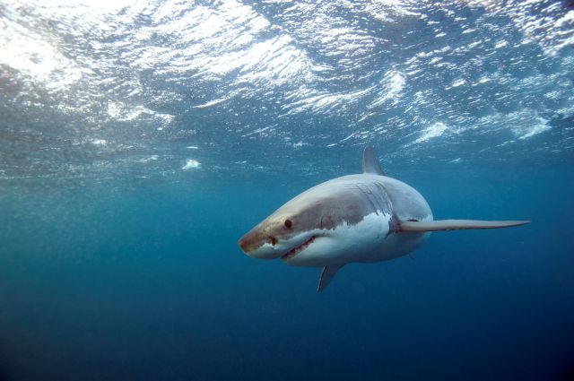 A great white shark swimming gracefully underwater with sunlight filtering through the surface.