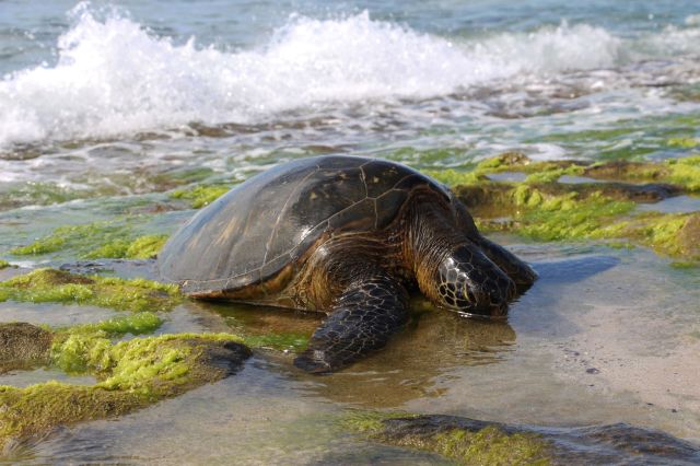 A turtle rests on rocky shore covered in green seaweed, with waves crashing in the background.