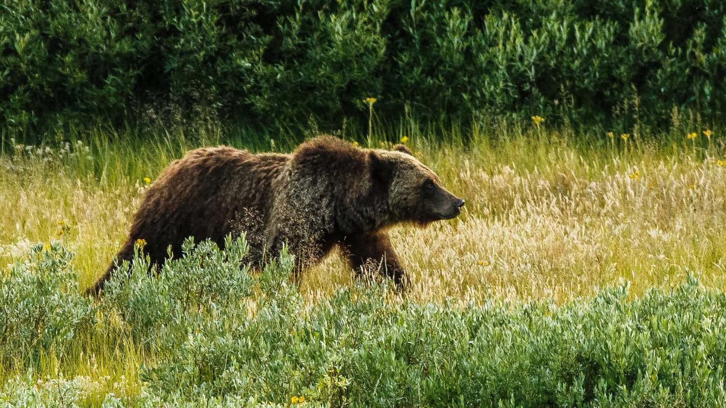 A grizzly bear wanders through tall grass and wildflowers in a natural setting.