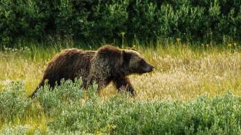 A grizzly bear wanders through tall grass and wildflowers in a natural setting.