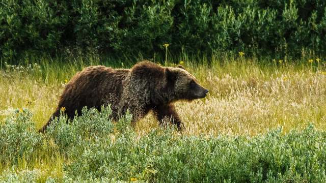 A grizzly bear wanders through tall grass and wildflowers in a natural setting.