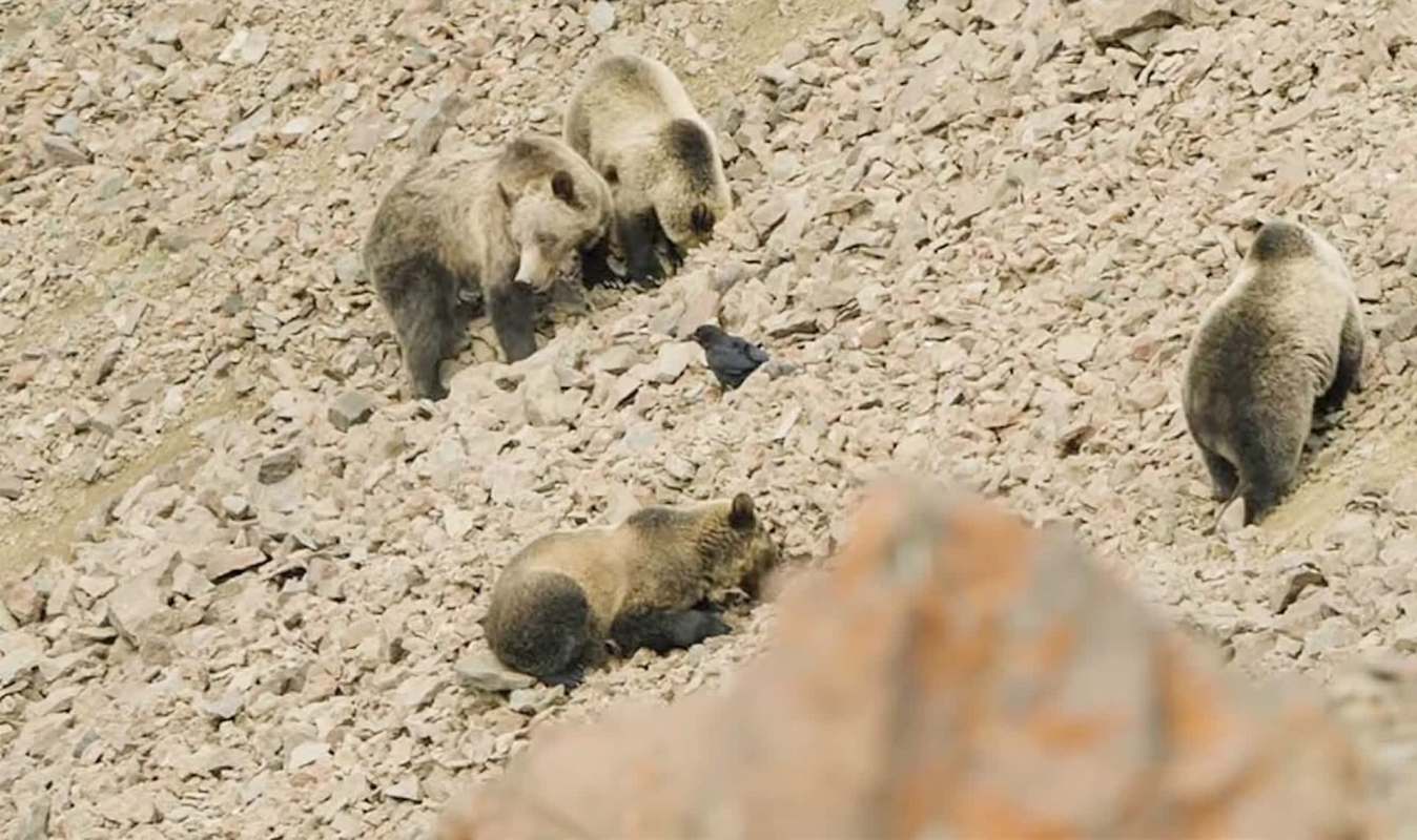 Four grizzly bears are foraging among rocky terrain, with a raven nearby.