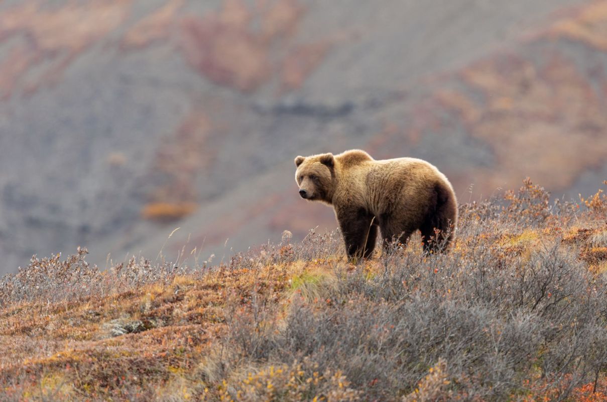 A grizzly bear stands on a colorful hillside, surrounded by sparse vegetation and a mountainous backdrop.