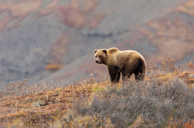 A grizzly bear stands on a colorful hillside, surrounded by sparse vegetation and a mountainous backdrop.