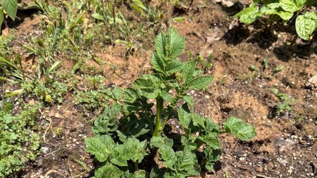 A young potato plant with green leaves grows in a garden bed surrounded by soil and small weeds.