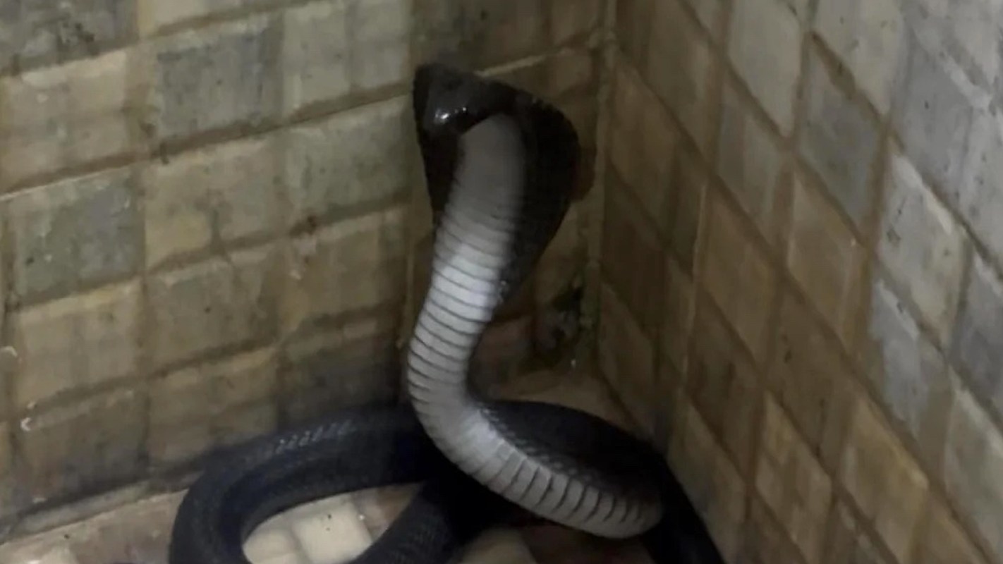 A large black snake with a distinctive hood is coiled in a corner of a tiled room.