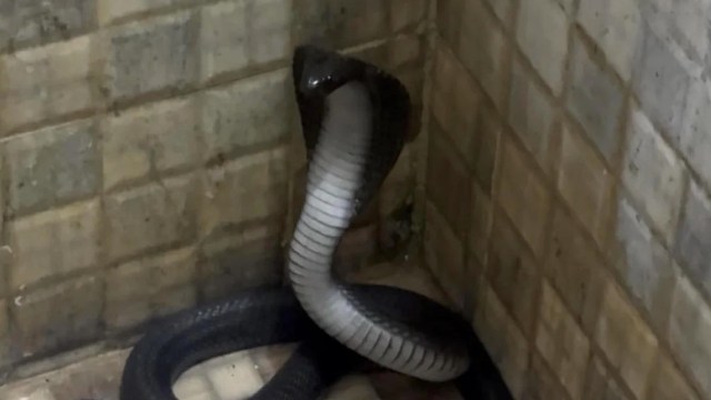 A large black snake with a distinctive hood is coiled in a corner of a tiled room.
