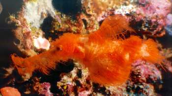 An orange, filament-covered fish swims among coral.