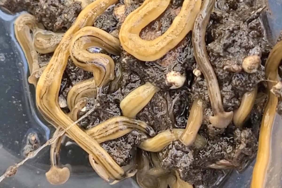 A close-up of several elongated, yellowish hammerhead worms writhing in dark, muddy substrate.