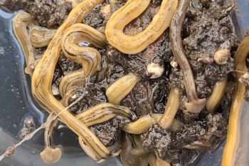 A close-up of several elongated, yellowish hammerhead worms writhing in dark, muddy substrate.