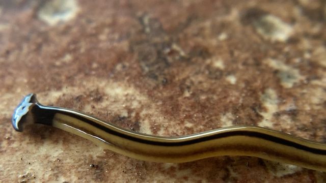 A close-up of a slender, brownish-yellow worm with a dark stripe on a textured surface.