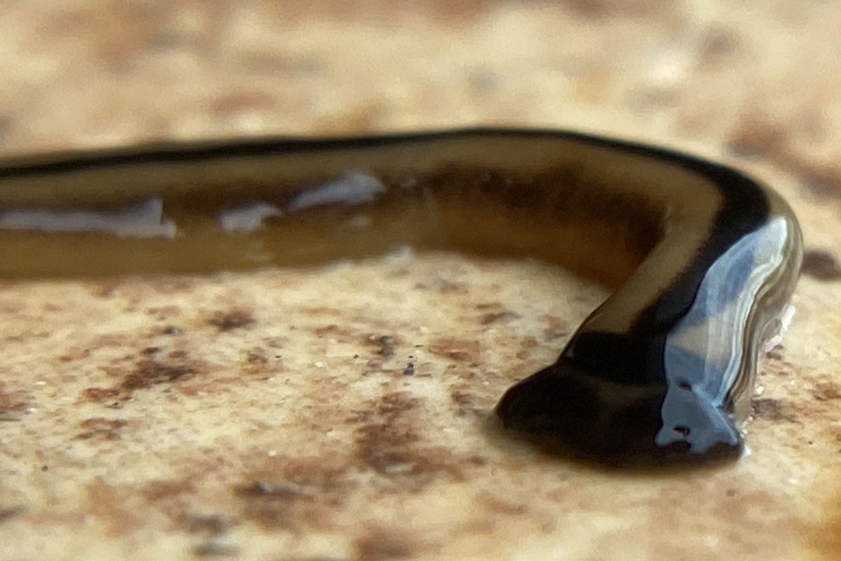 A close-up of a brown and black striped worm on a textured surface.