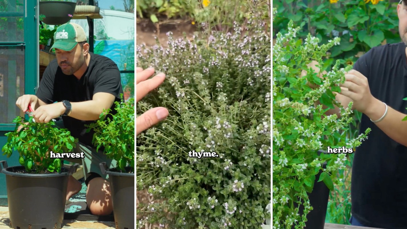 A gardener harvests herbs, including thyme, from potted plants in a sunny outdoor setting.