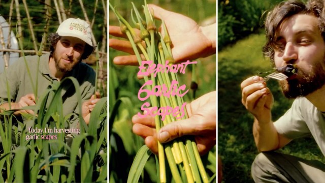 A man harvests garlic scapes in a garden, showcasing the greens and enjoying a bite.