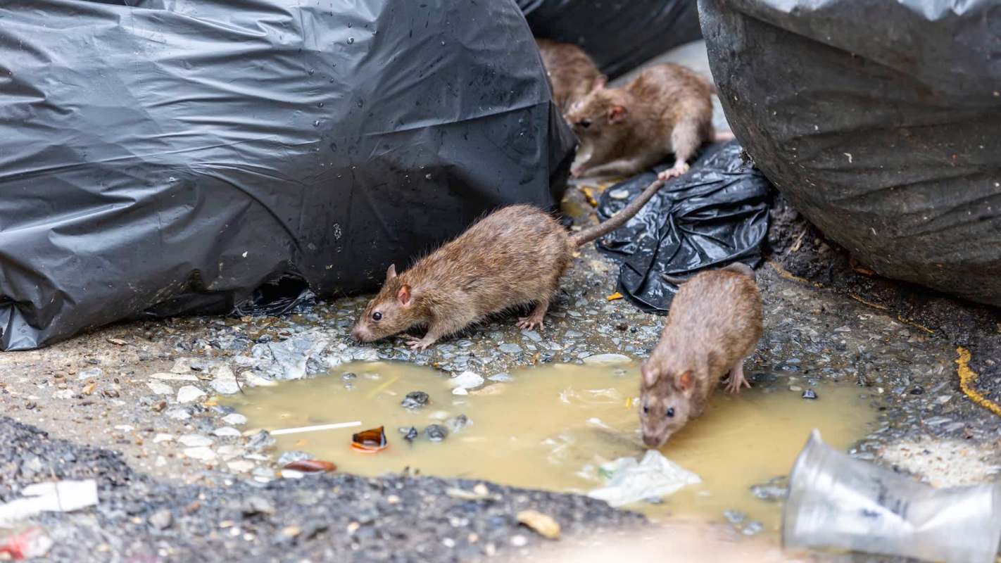 Several rats foraging near a puddle of dirty water and trash bags in an urban environment.