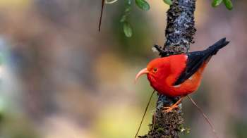 A vibrant red bird, the Hawaiian honeycreeper, with a long curved bill perched on a mossy tree branch.