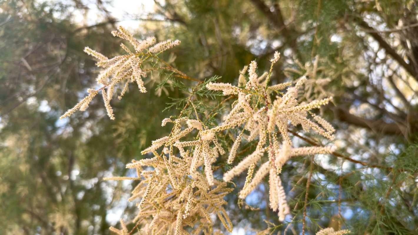 Delicate yellow flowering branches of a salt cedar tree with green foliage in a natural setting.