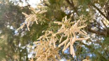 Delicate yellow flowering branches of a salt cedar tree with green foliage in a natural setting.