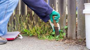 A person kneels beside a wooden fence, using a hand tool to remove weeds from the ground.
