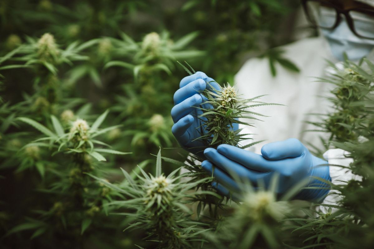 A person in blue gloves inspecting cannabis plants in an indoor growing environment.