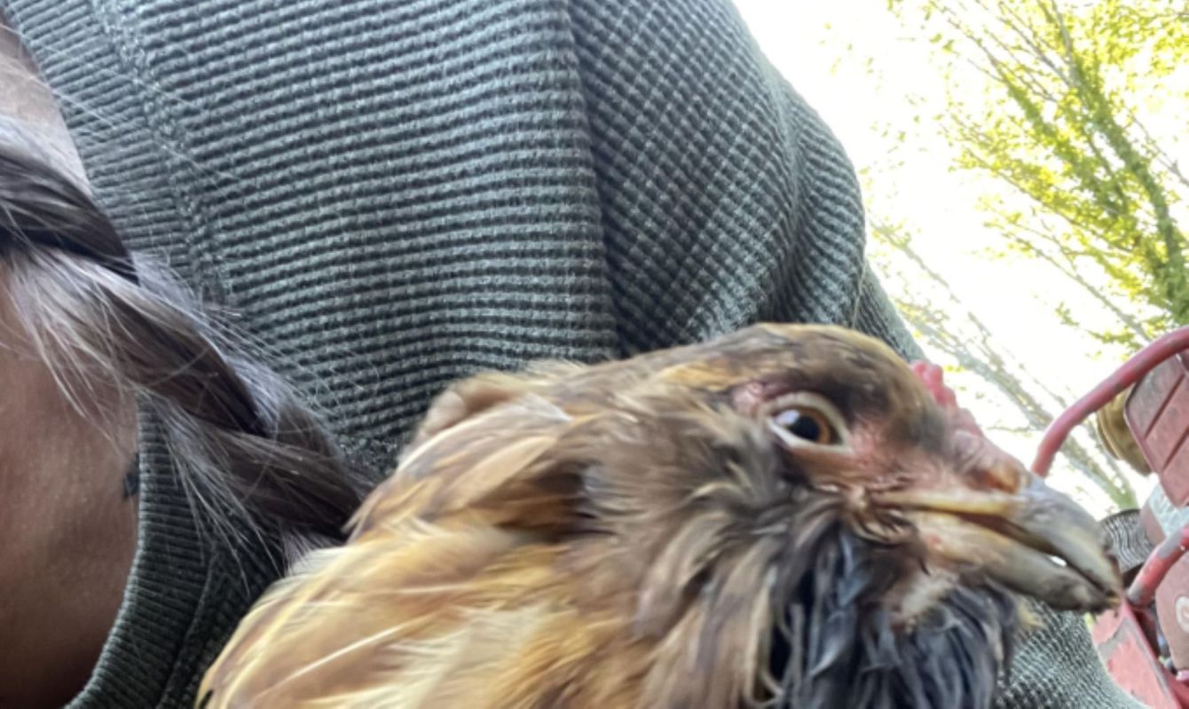 A close-up of a brown and black chicken with a person's shoulder in the background.