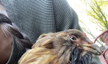 A close-up of a brown and black chicken with a person's shoulder in the background.