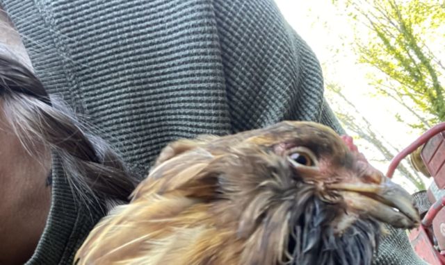 A close-up of a brown and black chicken with a person's shoulder in the background.
