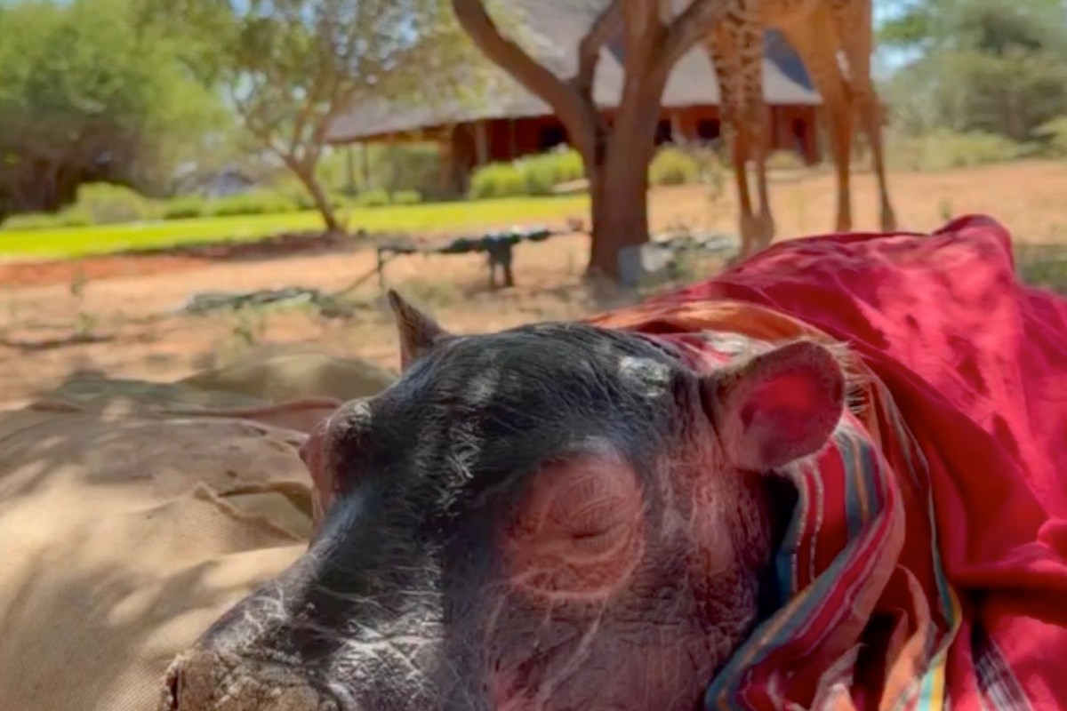 A close-up of a baby hippo resting on a blanket, with a giraffe seen in the background.
